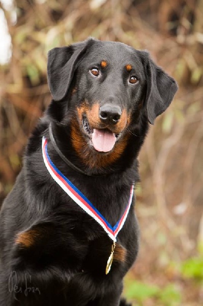 CH. Harwey duke blackgorge - Excellent ,CAC,CACIB, Meilleur de Race