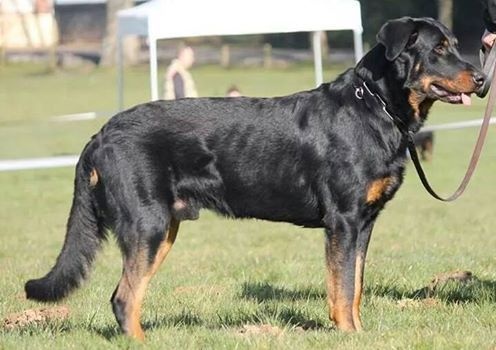 Jethro gibs blackgorge - 4 ere Excellent ,COT3