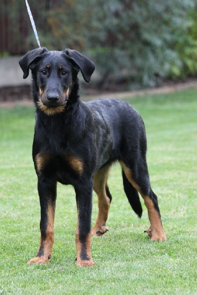 CH. Juicy de la noé d´orient - TP 1