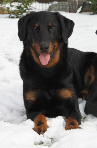 CH. Harwey duke blackgorge - Excellent ,CACA,CACIB, Meilleur de Rase,