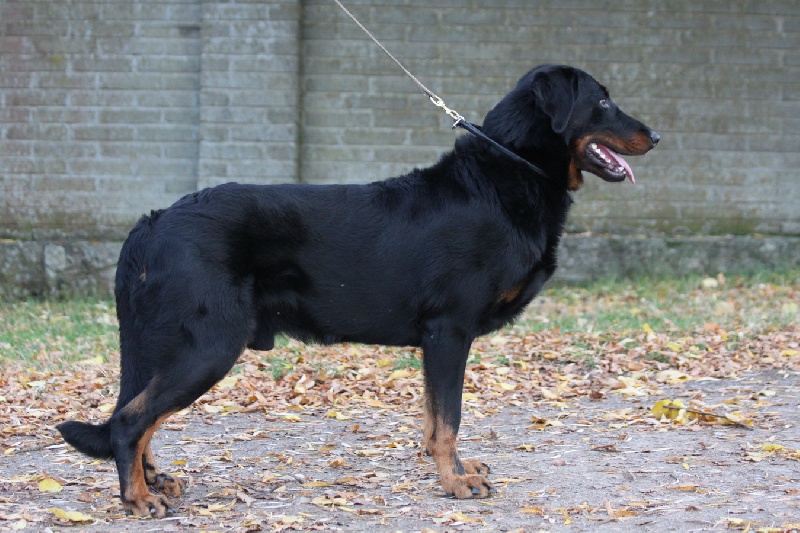 CH. Harwey duke blackgorge - Excellent ,CAC,CACIB, Vainqueur Tulln,Meilleur de Race