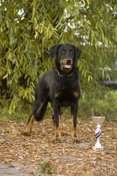CH. Harwey duke blackgorge - Excellent ,CAC,CACIB, Meilleur de Rase,