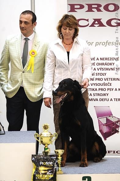 CH. Harwey duke blackgorge - Excellent ,CAC,CACIB, Meilleur de Race,3.BIG