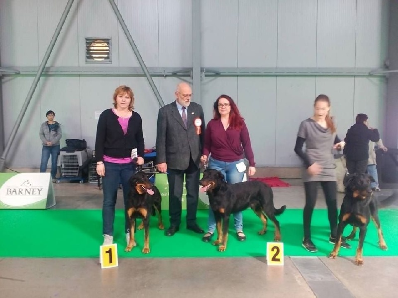 CH. Juicy de la noé d´orient - Excellent1, CAC, CACIB, Meilleur de Race