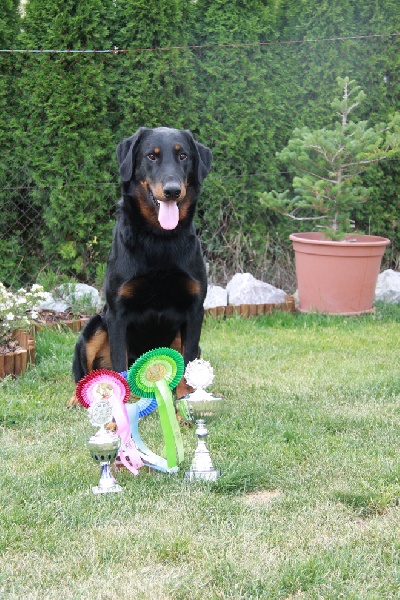 CH. Harwey duke blackgorge - Excellent 1, VDH-CH, CACIB,Meilleur de Rase ,Vainqueur Leipzig