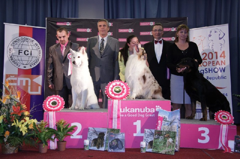 CH. Harwey duke blackgorge - Meilleur de Race,3ere.le meilleur chien de la FCI