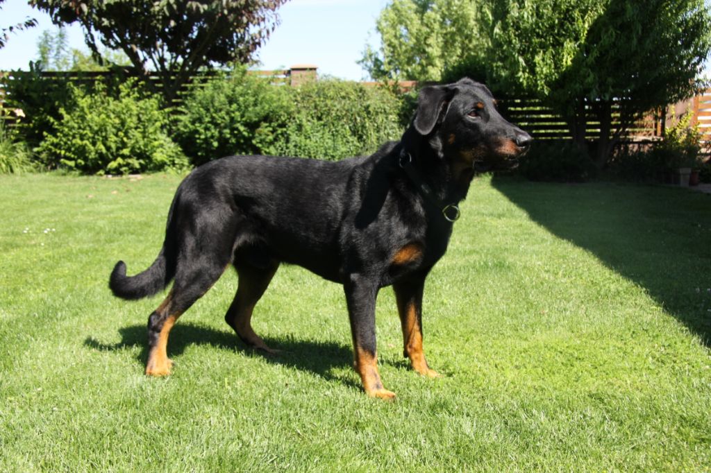 CH. Bad boy dante silica heart boyard - Excellent 1,CAC