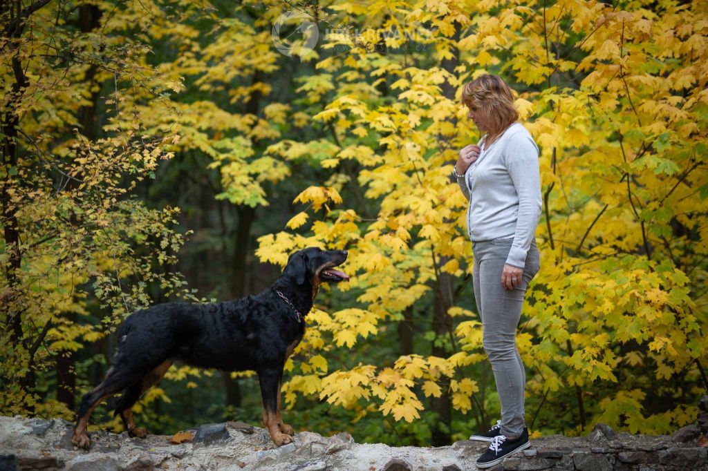 CH. Juicy de la noé d´orient - Excellent 1, CAC,CACIB, BOS