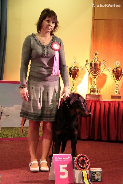 CH. Harwey duke blackgorge - 5 BIG FCI