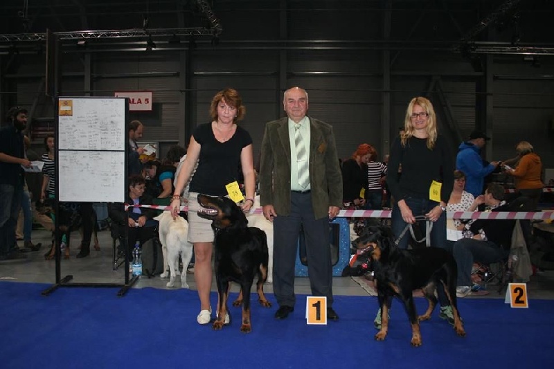 CH. Harwey duke blackgorge - Excellent