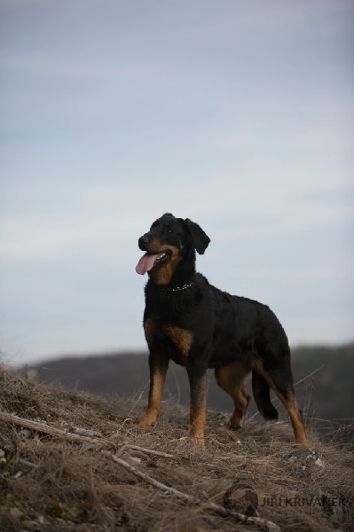 CH. Juicy de la noé d´orient - Excellent ,CWC,BOS