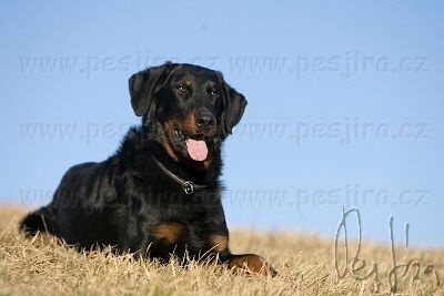 CH. Harwey duke blackgorge - 1 ere Excellent ,CAC,CACIB, Meilleur de Race