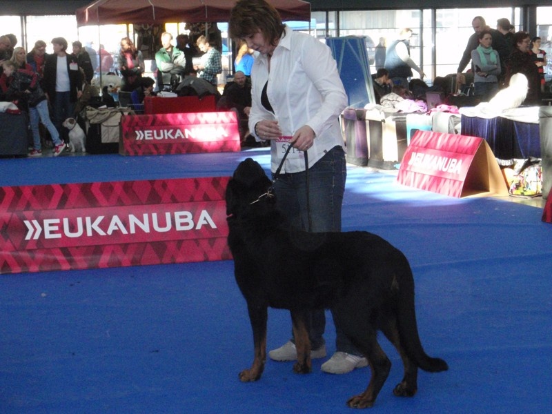 CH. Harwey duke blackgorge - Excellent ,CAC,CACIB, Meilleur de Male