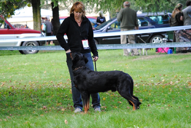 CH. Harwey duke blackgorge - Excellent ,CAC