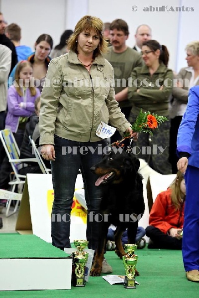 CH. Harwey duke blackgorge - Excellent,CAC,Gagnant national,Meilleur de Race,4.BIG FCI