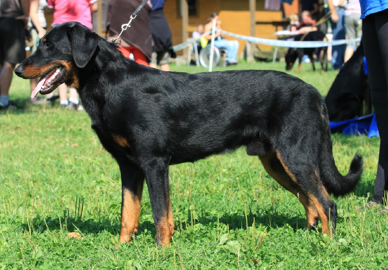 CH. Harwey duke blackgorge - Excelent Test caractere 8-9-9,Excellent morfologie,COT 3