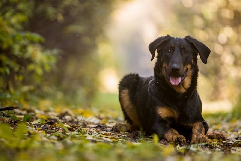 CH. Juicy de la noé d´orient - Excellent