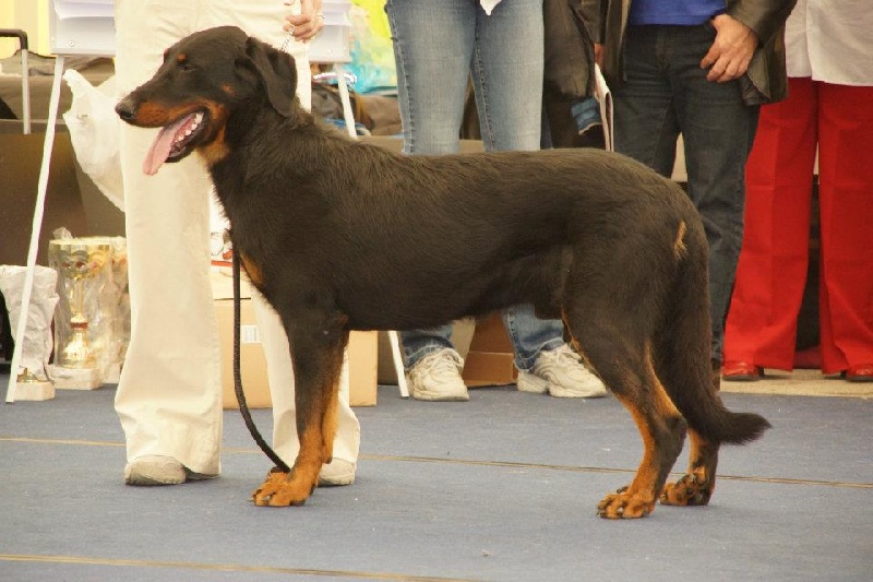 CH. Harwey duke blackgorge - Excellent 2,res.CAC