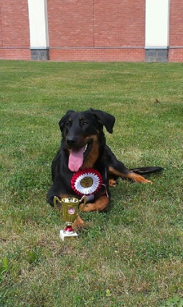 CH. Juicy de la noé d´orient - Excellent,CAC,Lauréat national,BOS
