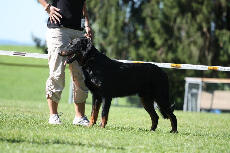 CH. Harwey duke blackgorge - Excellent ,CACA,Meilleur de Male -Club winner
