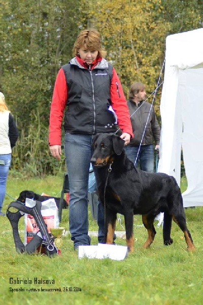 CH. Harwey duke blackgorge - Excellent ,CAC