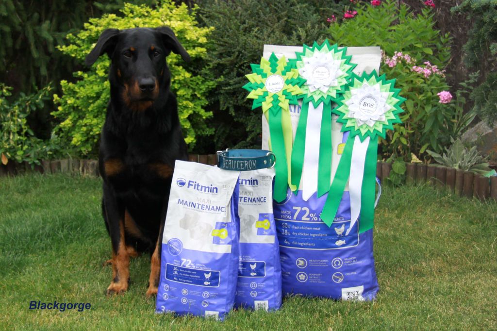 CH. Bad boy dante silica heart boyard - Excellent 1,CAC,Meilleur de male, BOS