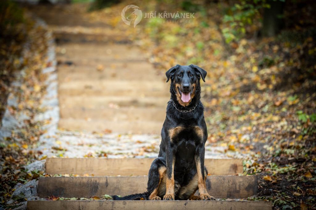 CH. Juicy de la noé d´orient - Excellent 1 ,CAC