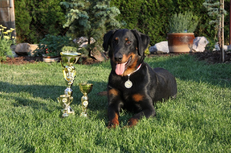 CH. Harwey duke blackgorge - Excellent ,CAC,CACIB, Meilleur de Rase,5. BIG