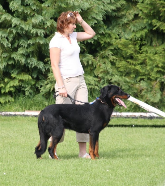 CH. Harwey duke blackgorge - Excellent+, Recommande