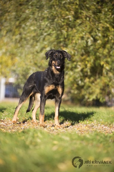 CH. Juicy de la noé d´orient - Excellent ,CAC,res.CACIB