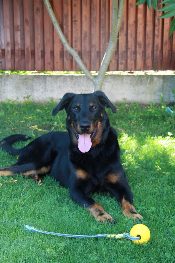 CH. Bad boy dante silica heart boyard - Excellent 1,CAC,Gagnant national,Meilleur de Race