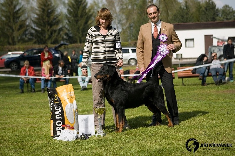 CH. Harwey duke blackgorge - Excellent,CAC,Gagnant national,Meilleur de Race.