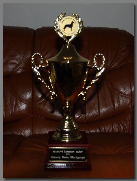 CH. Harwey duke blackgorge - Harwey Duke est devenu, Champion du Club Beauté 2013