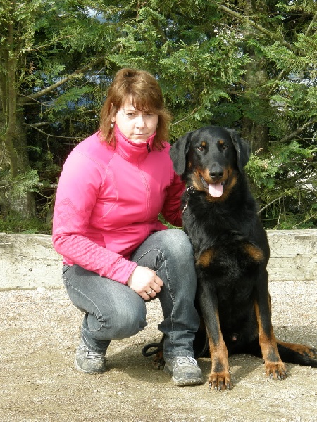 CH. Harwey duke blackgorge - EXCELLENT +