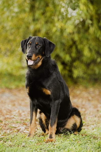 CH. Harwey duke blackgorge - Excellent ,CAC,CACIB, Meilleur de Rase,