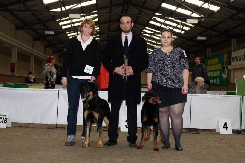 CH. Juicy de la noé d´orient - Excellent ,CWC,CACIB, Meilleur de Race