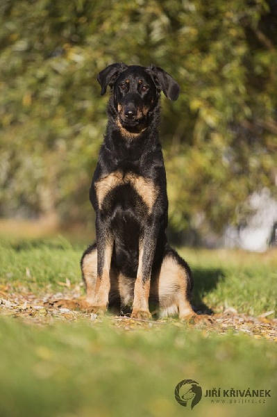 CH. Juicy de la noé d´orient - Excellent ,CAC,res.CACIB