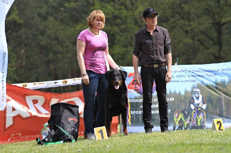 CH. Harwey duke blackgorge - 1 ere, Excellent CAC,Meilleur de male, Meilleur de Race