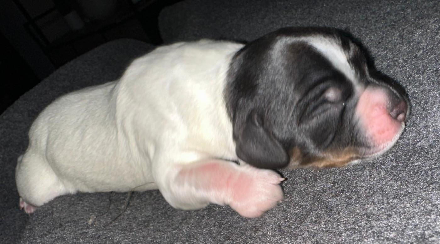 BLACKO des T'chiots Bretons