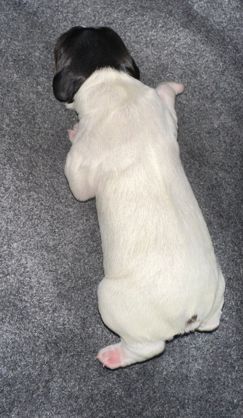 BLACKO des T'chiots Bretons