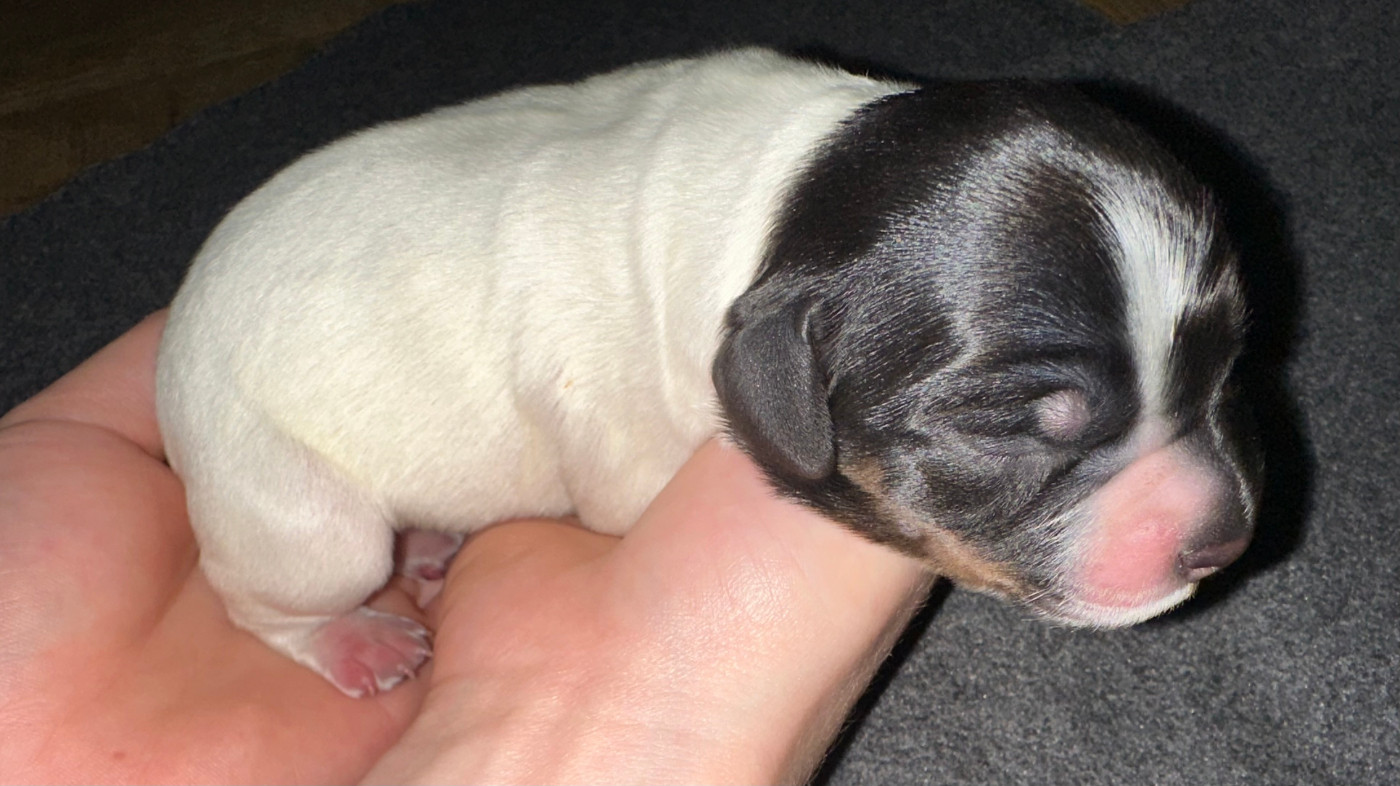 BLACKO des T'chiots Bretons