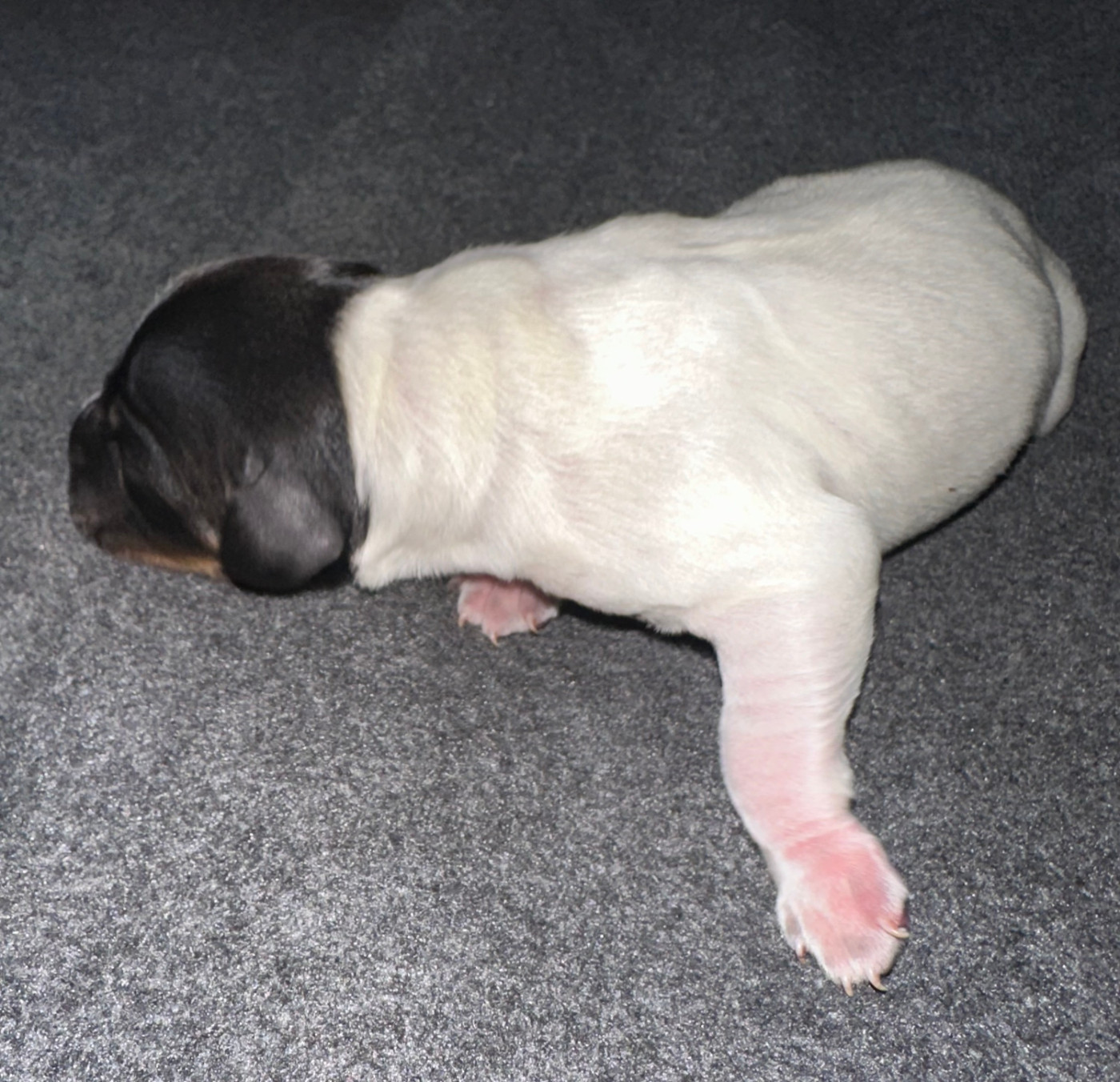 BLACKO des T'chiots Bretons