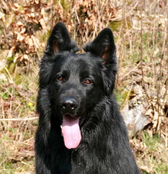 Publication : de la légende du loup noir