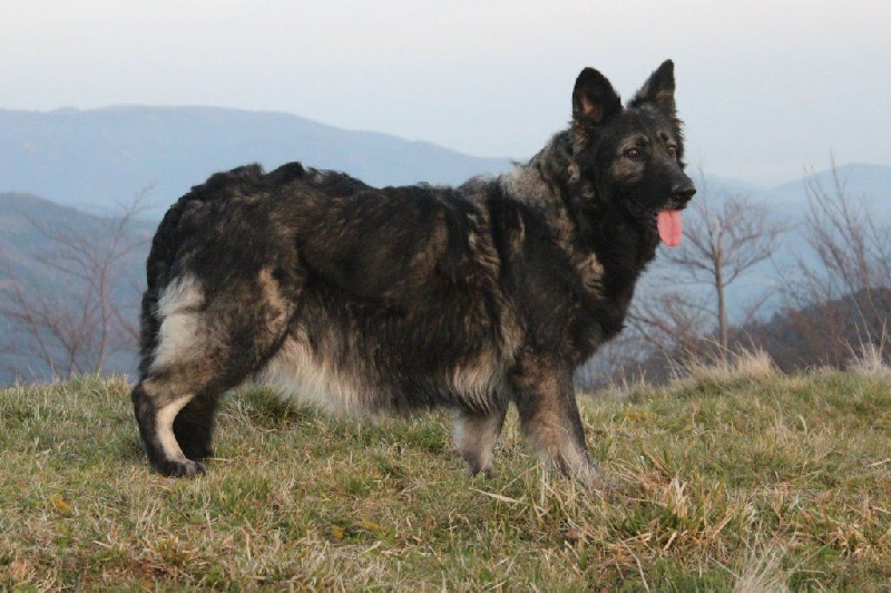 Publication : de la légende du loup noir