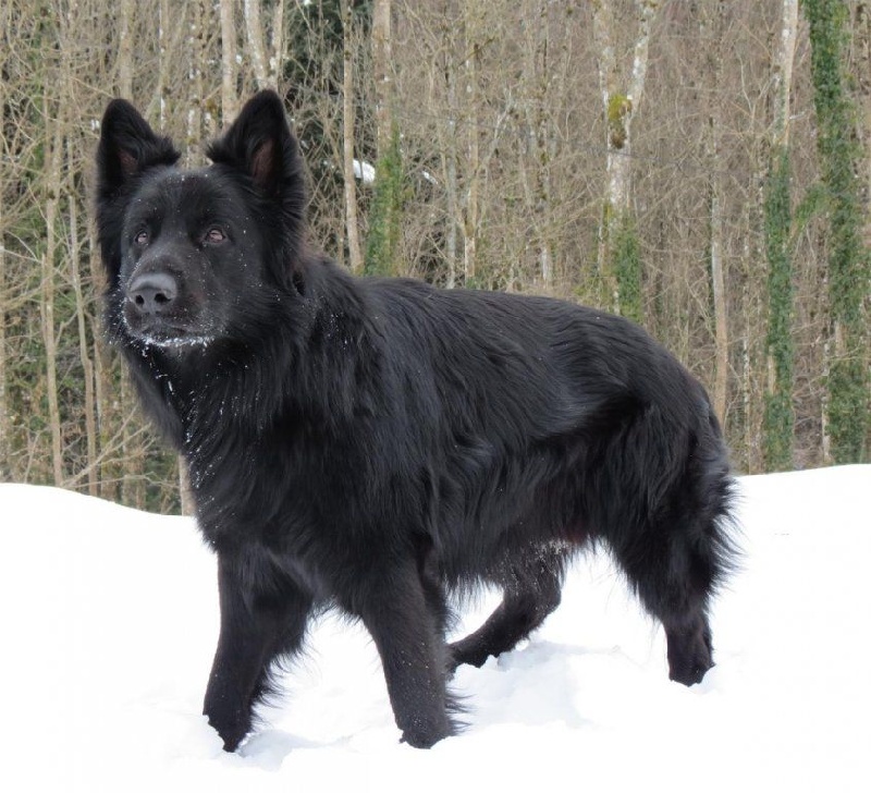 Publication : de la légende du loup noir