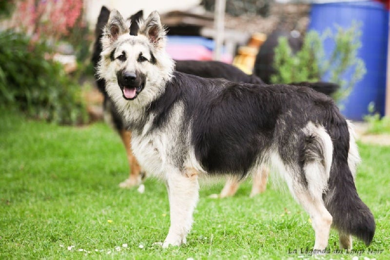 Publication : de la légende du loup noir
