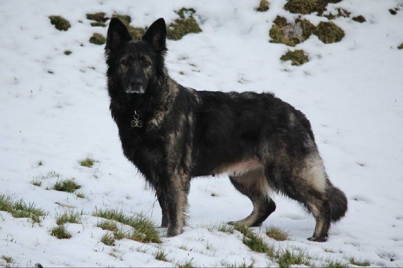 Publication : de la légende du loup noir