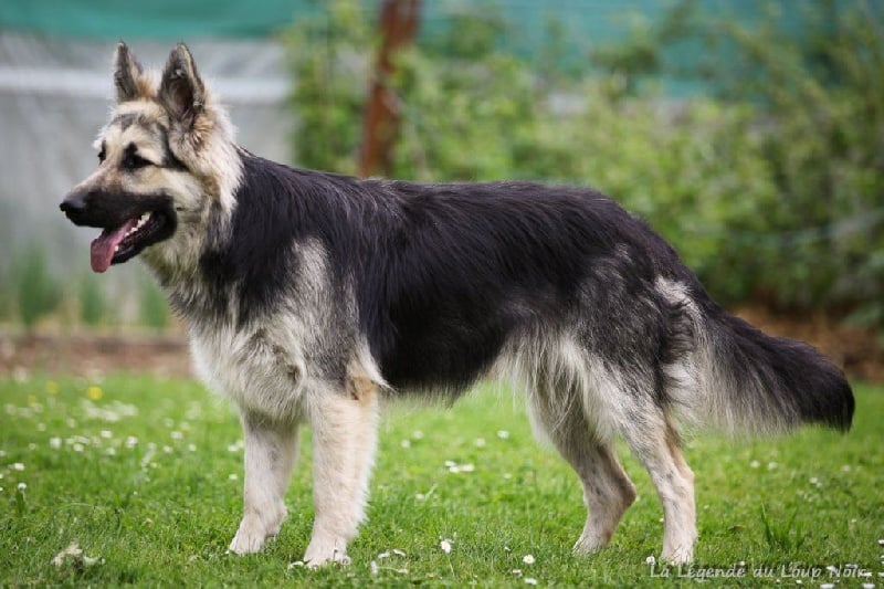 Publication : de la légende du loup noir