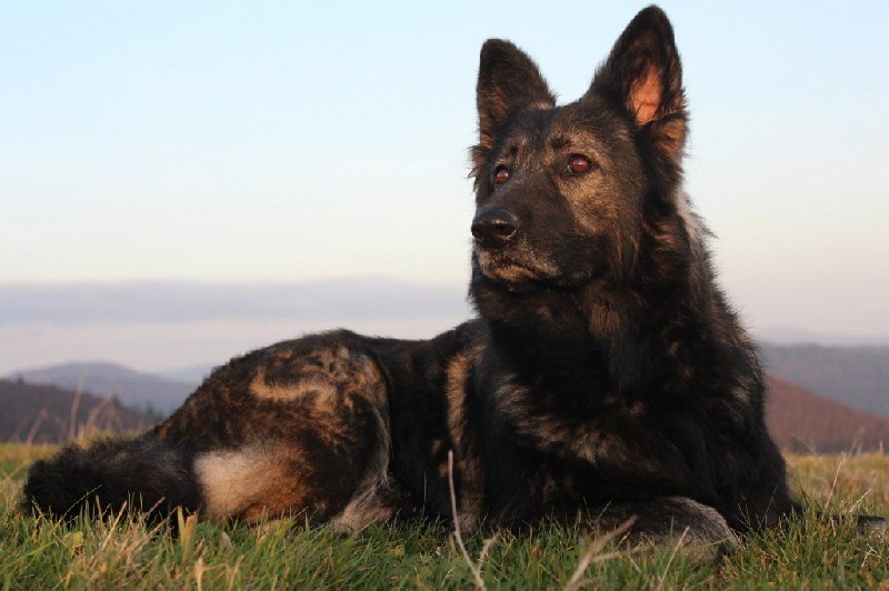 Publication : de la légende du loup noir