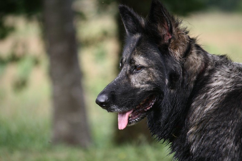 Publication : de la légende du loup noir